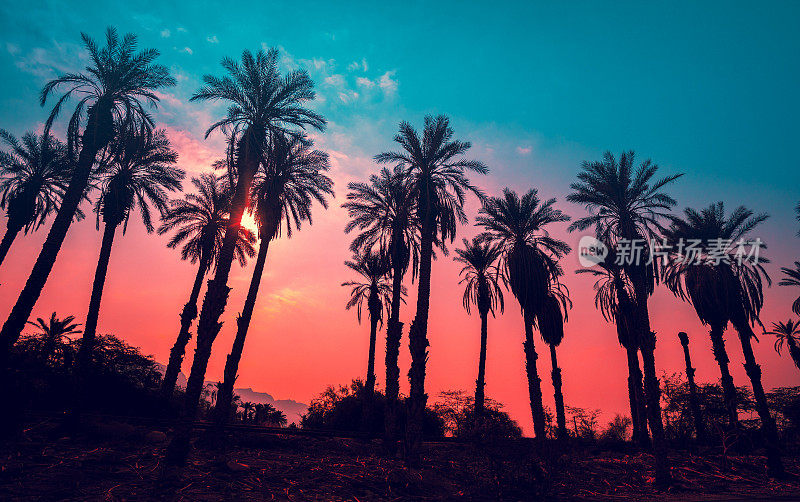 夕阳下的热带棕榈树