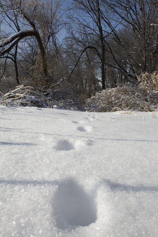 动物在雪地上留下的足迹