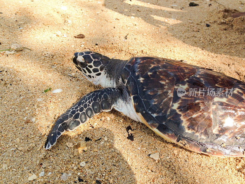 印度尼西亚海滩上的幼年玳瑁海龟