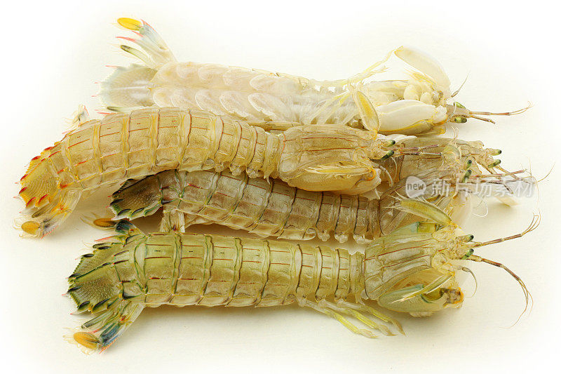 螳螂虾在白色的背景