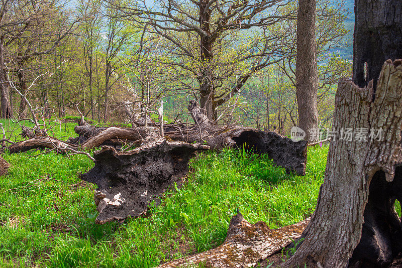 退火和变形的古老橡树。第二次世界大战轰炸的后果