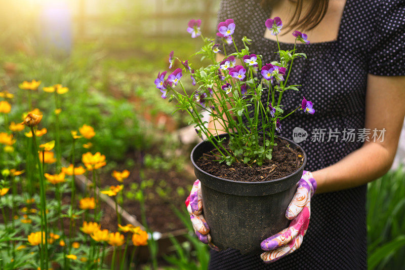 手持花盆与三色紫罗兰