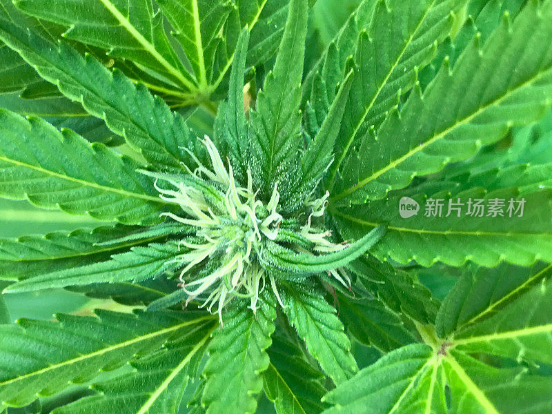 大麻植物，被用作治疗慢性疾病的替代药物。