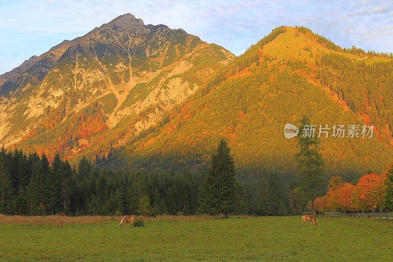 两哈夫林格马-种马在阿尔卑斯景观附近的卡文德尔山脉和巴伐利亚阿尔卑斯山在德国-雄伟的阿尔卑斯景观在金色的秋天，戏剧性的蒂罗尔山全景和田园式的蒂罗尔草地，奥地利