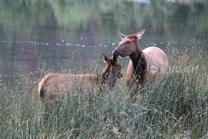 一只母麋鹿在舔她的小牛的耳朵