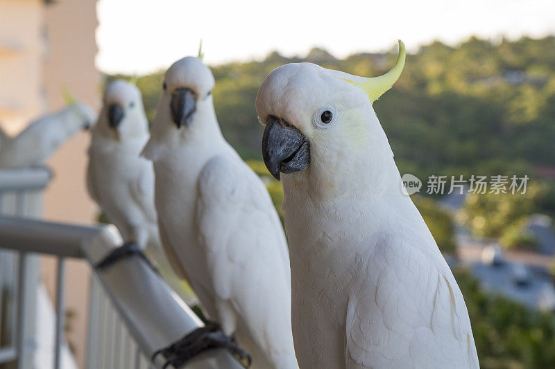 近距离观察一只凤头鹦鹉，它有白色的羽毛和羽冠