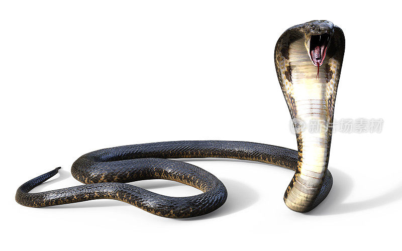 眼镜王蛇蛇