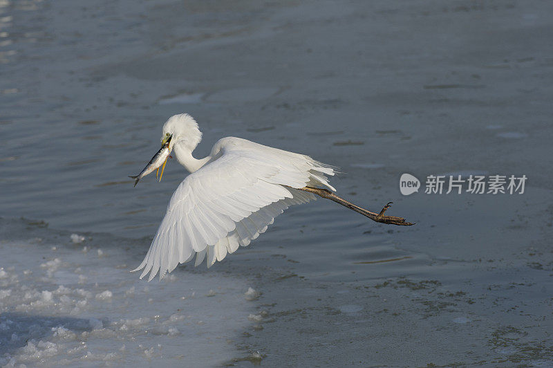 大白鹭吃鱼