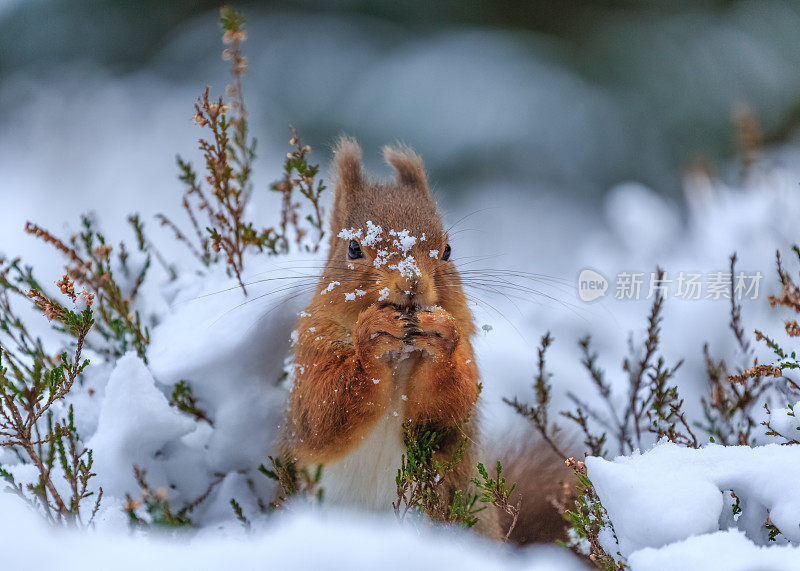 红松鼠在白雪覆盖的森林里搜寻
