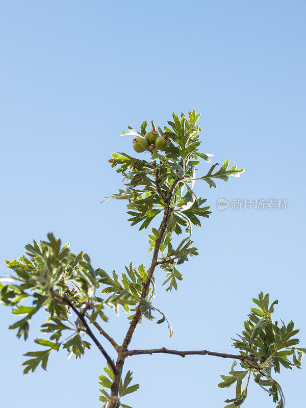 蓝天上的野梨树枝