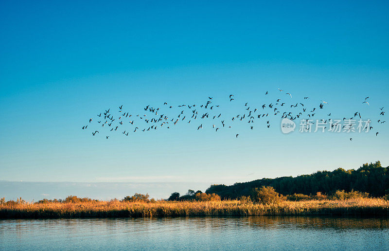 候鸟在静止的河流上飞翔