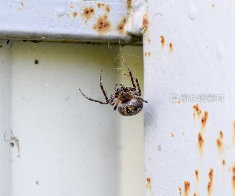 横木的雌蜘蛛织网。篱笆上的蜘蛛。