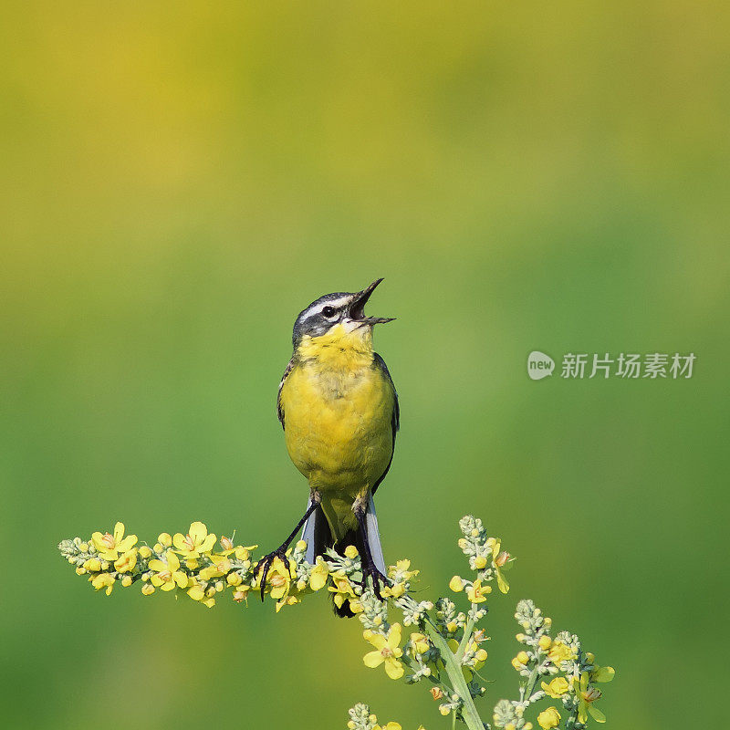 明亮的鸟是黄色鹡尾，坐在夏日的阳光草地上的一朵花上唱歌