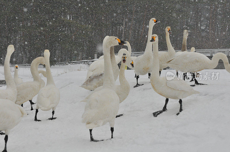 福岛县稻川湖大雪下的候鸟