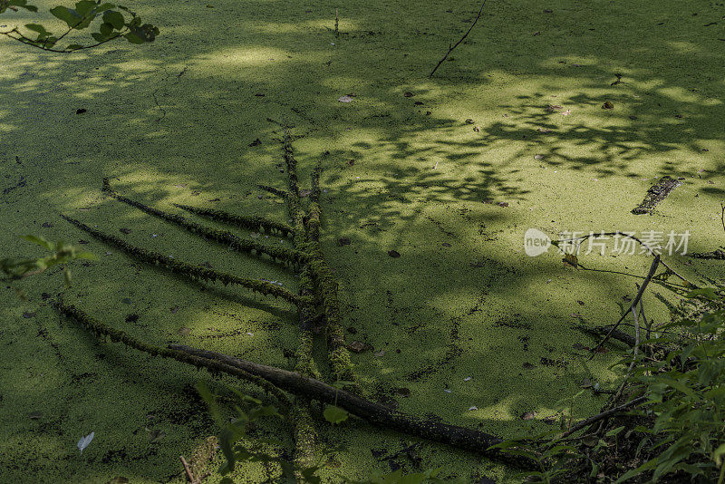 阳光普照的波西米亚南部的绿色池塘