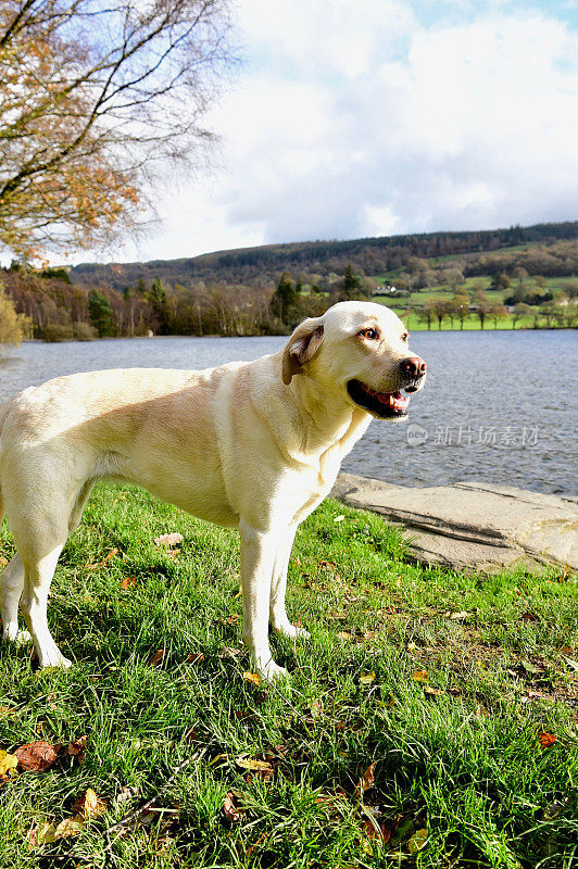 湖区的拉布拉多寻回犬