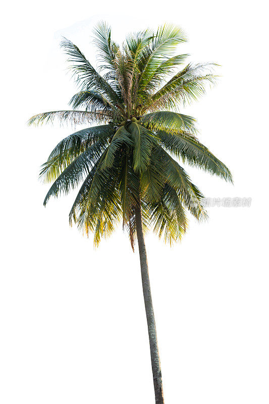 白色背景上孤立的椰子树