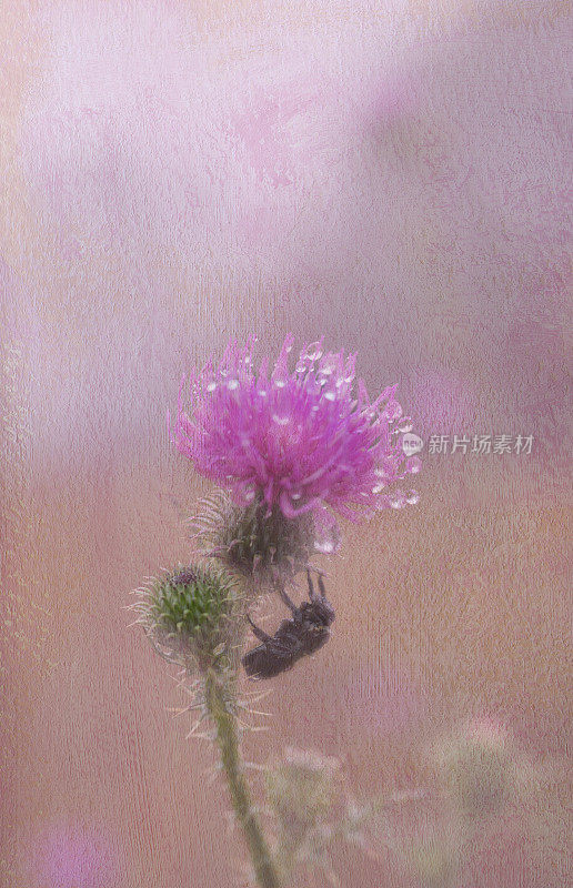 粉红色的花在雨中与蜜蜂