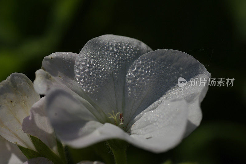 雨滴落在花瓣上