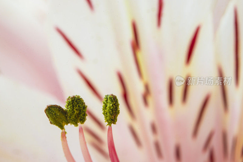 Alstroemeria