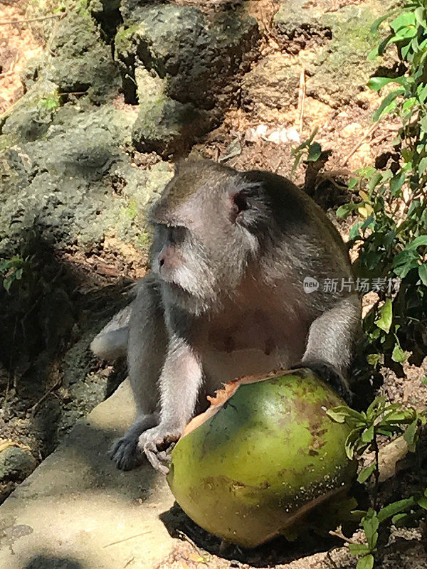 巴厘岛上的猴子和椰子