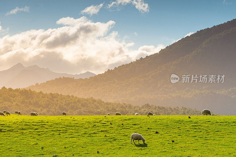 新西兰绵羊农场和山区背景。