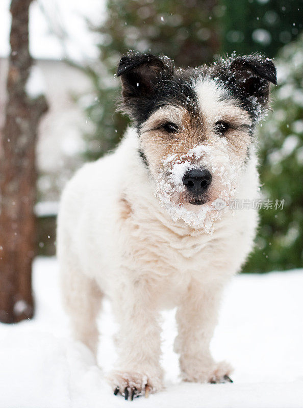 雪中的老狗，看着相机