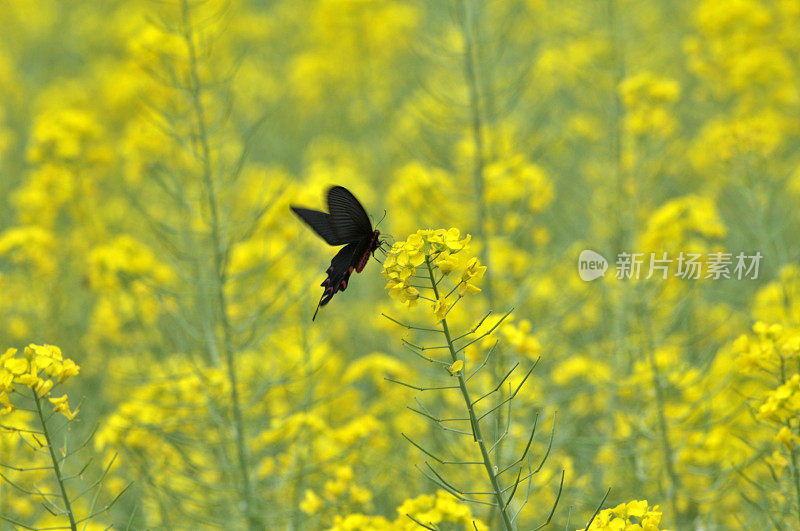 油菜花上的蝴蝶