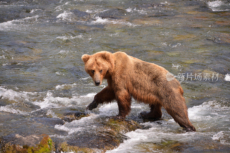 棕熊,阿拉斯加