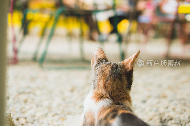 一只流浪猫在阳台上等待食物