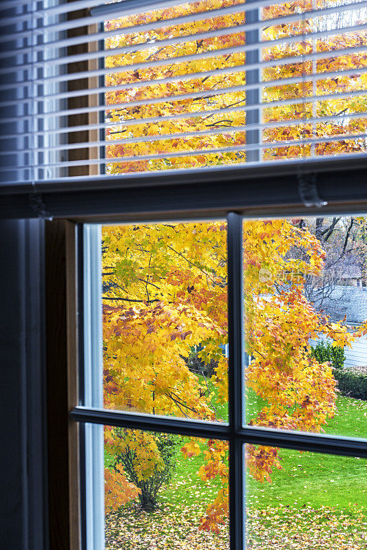 从楼上卧室窗户望出去的秋黄枫叶
