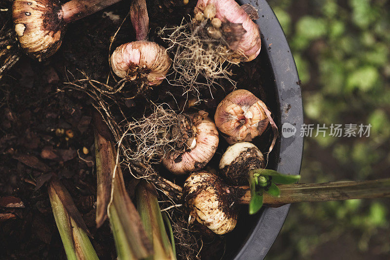 鳞茎植物种植在花园和园艺设备。高角度视图