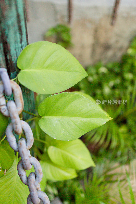 黄金Pothos植物