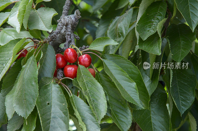 树上成熟的樱桃的特写