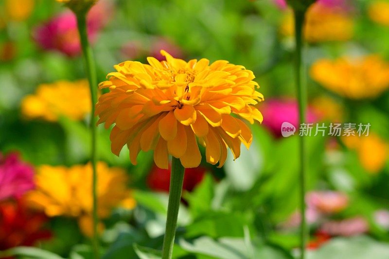 Zinnia花