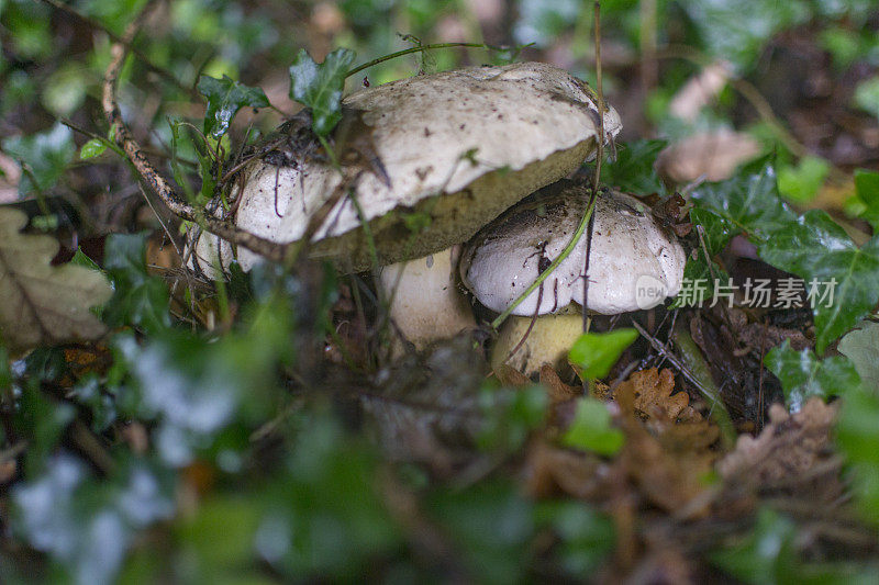 森林中的野生蘑菇