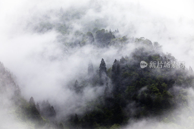 山在雾中。