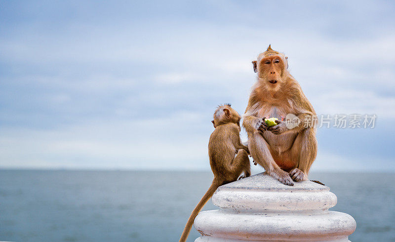猴子一家坐在蓝天和大海的背景下吃饭