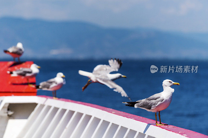 希腊萨索斯，渡船甲板上的海鸥