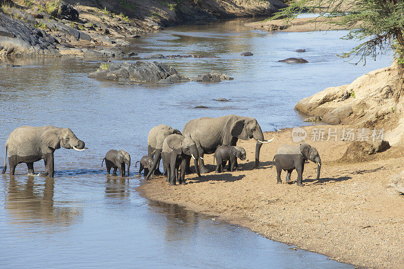 大象和河马一起穿过马拉河，奥拉雷·摩托罗吉保护区，马赛马拉，肯尼亚