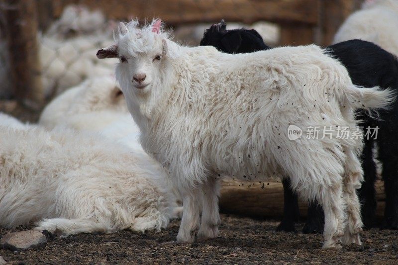 蒙古戈壁沙漠中放牧的山羊