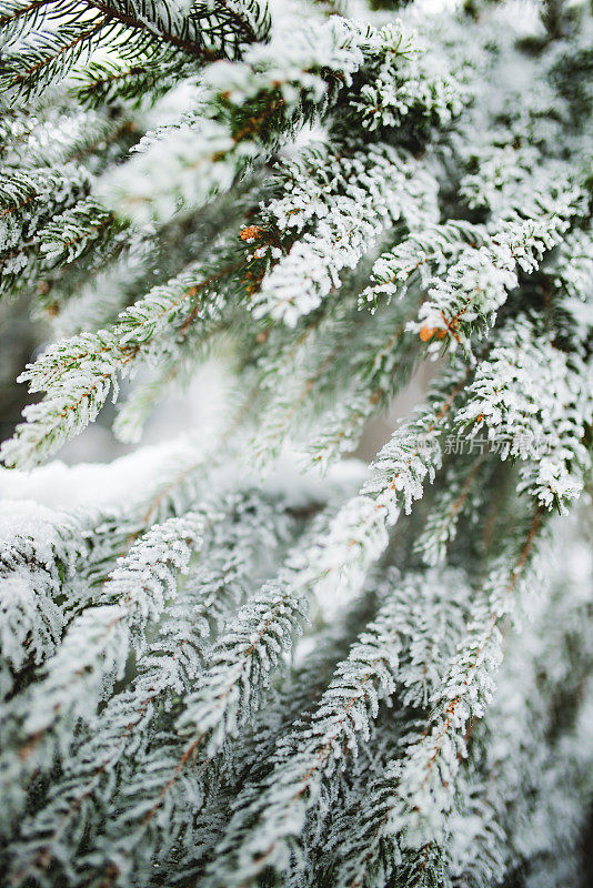 雪中的冷杉枝