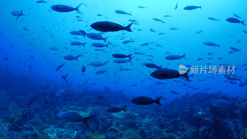 加拉帕戈斯群岛，达尔文岛，海底暗礁，珊瑚鱼群