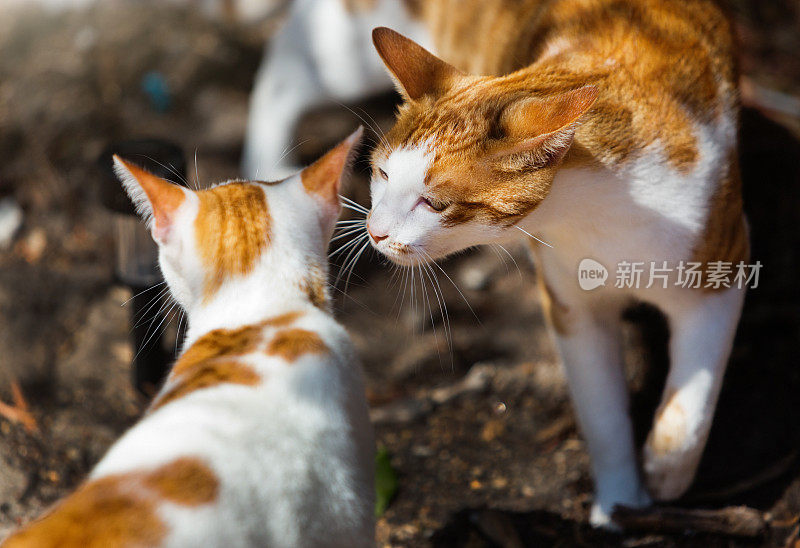 两只姜黄色和白色的猫互相嗅着打招呼
