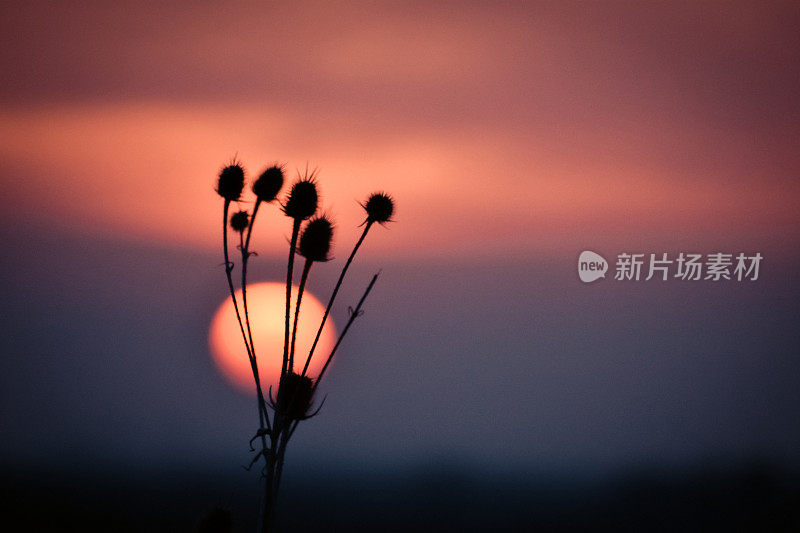 日落时田野草地上的小路