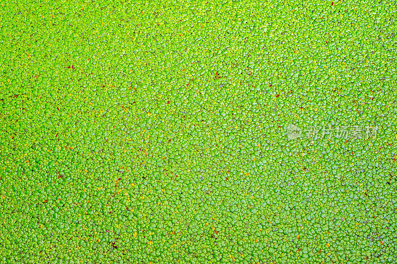 绿色的浮萍覆盖着水面
