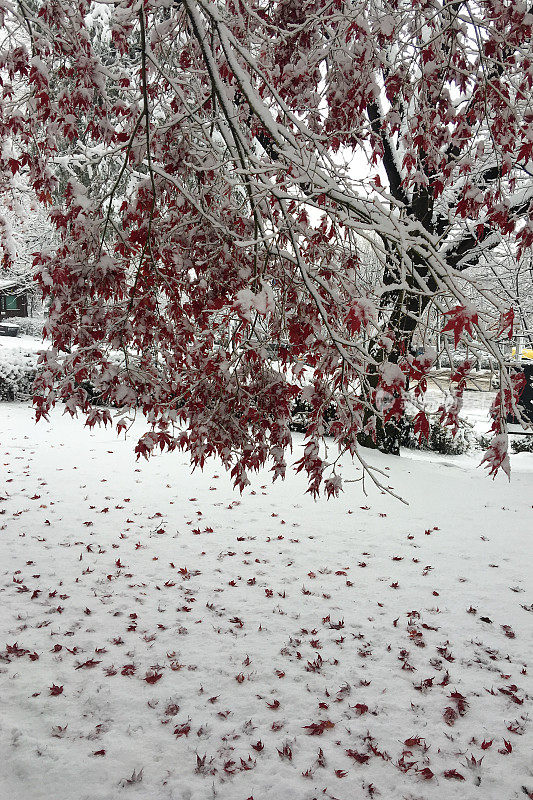 第一场雪