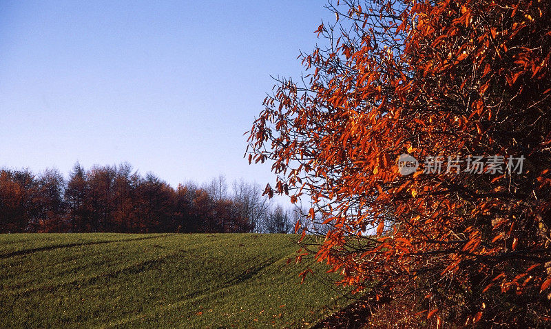 田间农场农业秋天伍斯特郡英格兰中部英国