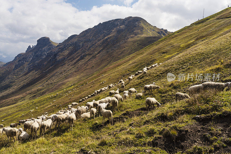 Dolomites的羊群
