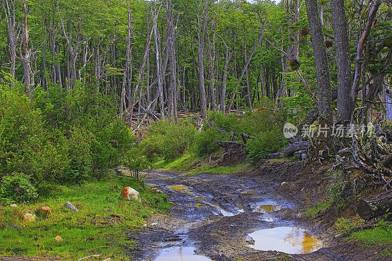 乌斯怀亚-火地岛，阿根廷，泥土路和水坑进入林地